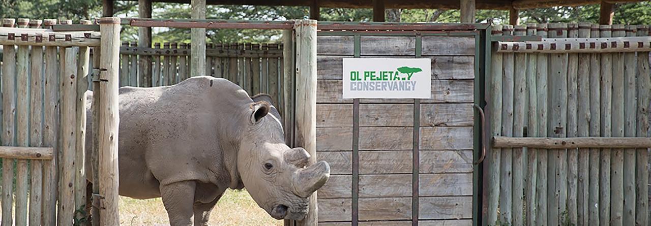 Ol Pejeta Holiday Villas Nanyuki Ngoại thất bức ảnh