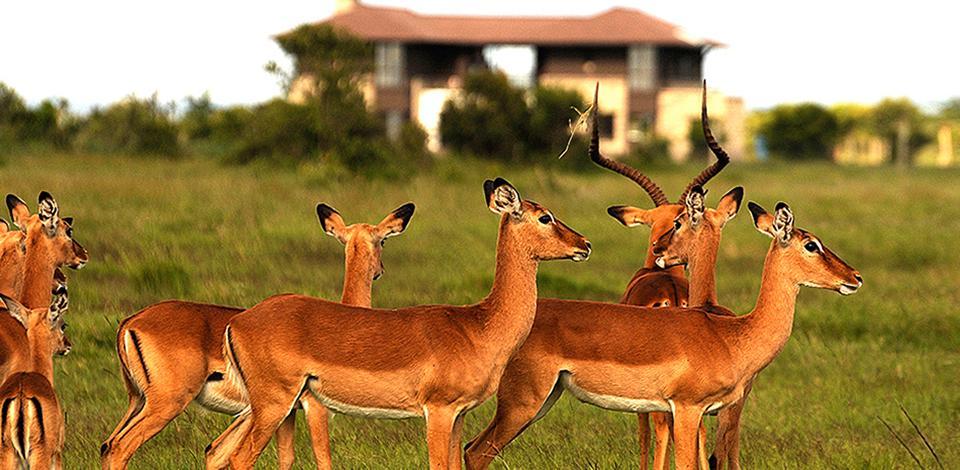 Ol Pejeta Holiday Villas Nanyuki Ngoại thất bức ảnh