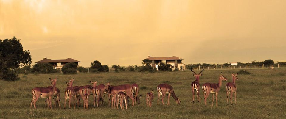 Ol Pejeta Holiday Villas Nanyuki Ngoại thất bức ảnh